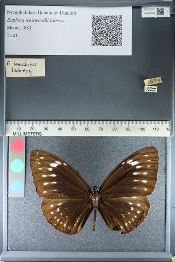 Media type: image;   Entomology 160658